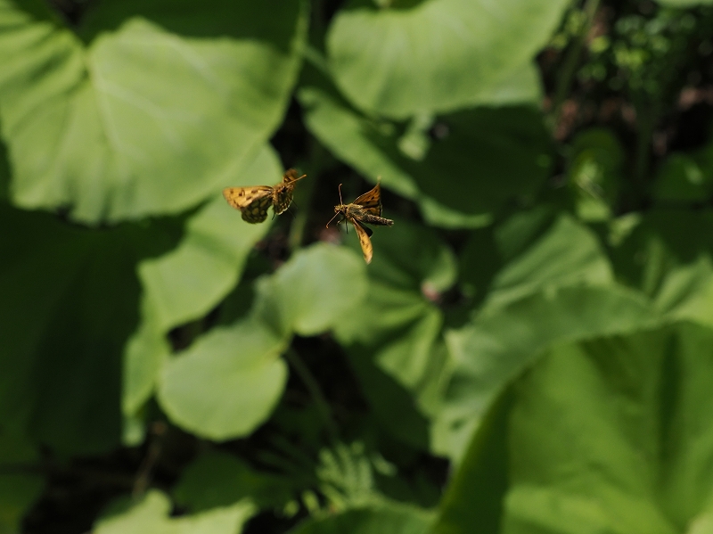 北海道 カラフトタカネキマダラセセリ